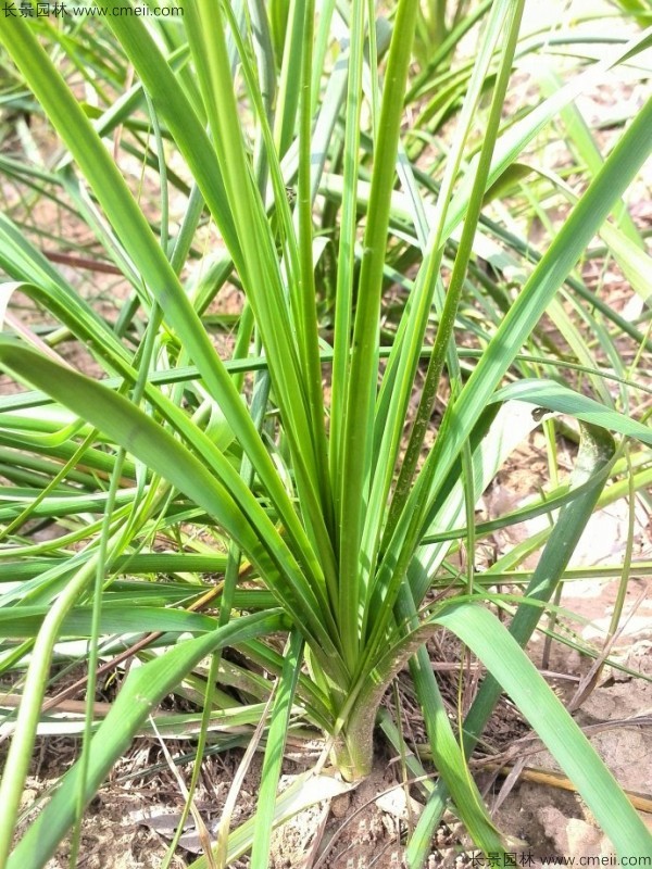 知母種子發芽出苗圖片