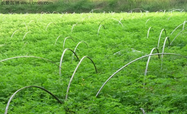 辣木樹種子發芽出苗圖片