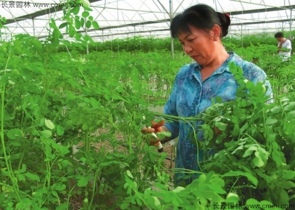 辣木樹種子發芽出苗圖片