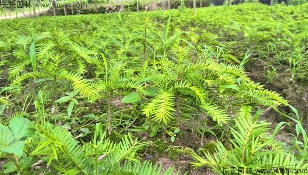 香榧種子發芽出苗圖片