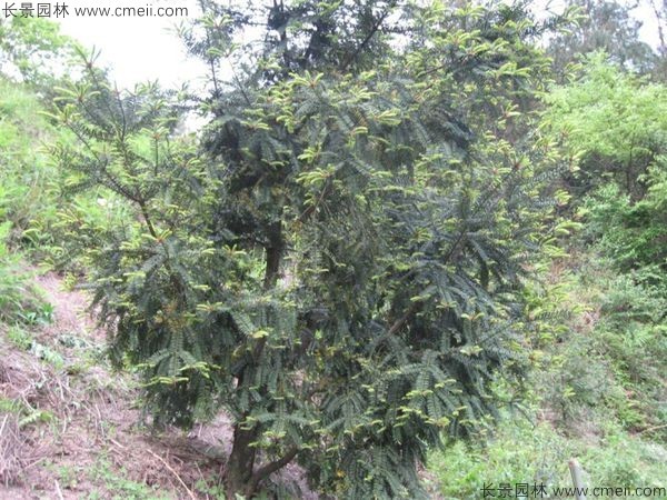 香榧種子發芽出苗圖片