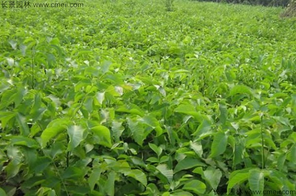 山核桃種子發芽出苗圖片