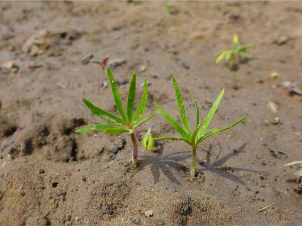 山核桃種子發芽出苗圖片