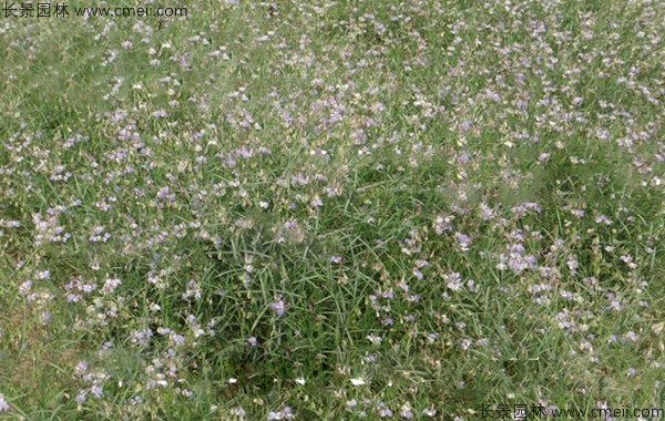 遠志種子發芽出苗開花圖片