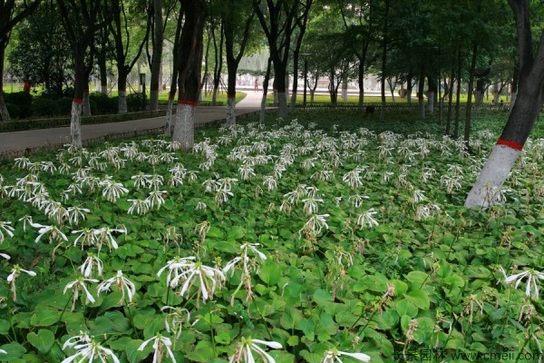 玉簪種子發芽出苗圖片