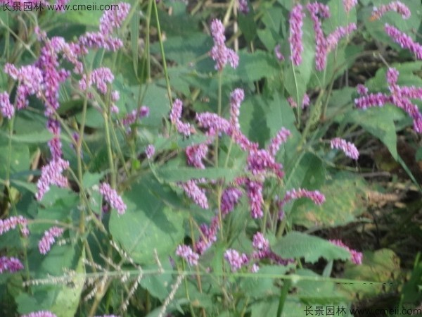 水紅花種子發芽出苗開花圖片