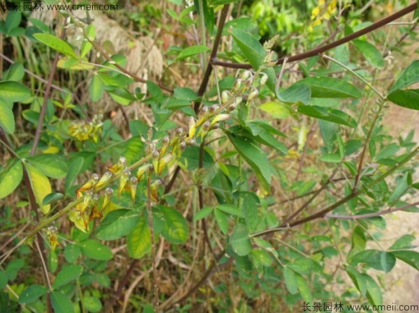 豬屎豆種子發芽出苗圖片