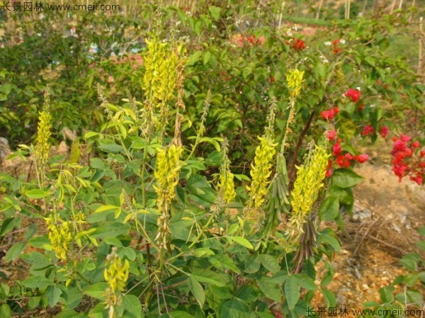 豬屎豆種子發芽出苗圖片