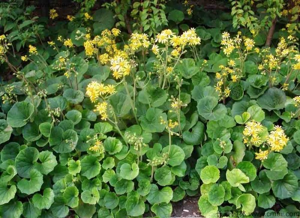 大吳風草種子發(fā)芽出苗開花圖片