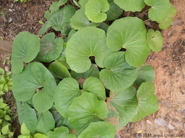 大吳風草種子發(fā)芽出苗開花圖片