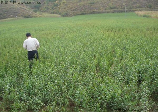 山杏種子發芽出苗圖片