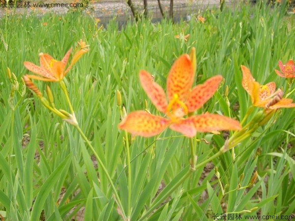 射干種子發芽出苗開花圖片