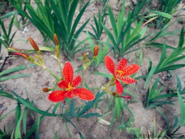 射干種子發芽出苗開花圖片