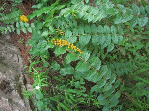 馬桑種子發芽出苗圖片