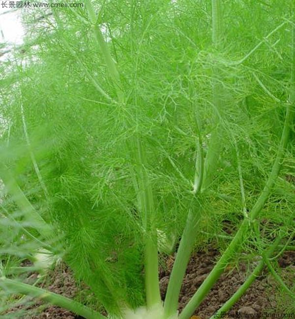 茴香種子發芽出苗圖片