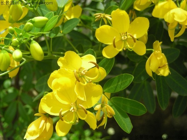 黃花槐種子發(fā)芽出苗開花圖片