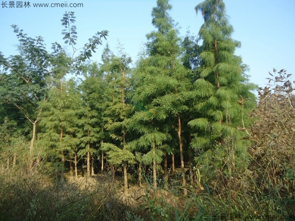 池杉種子發芽出苗圖片