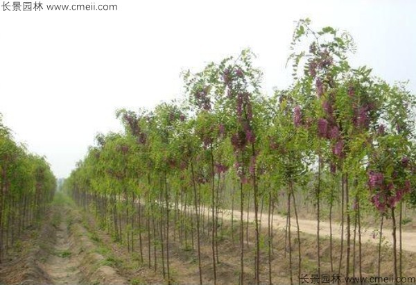 紅花槐種子發(fā)芽出苗開(kāi)花圖片