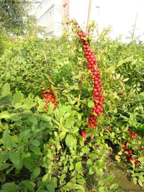 鈣果種子發芽出苗開花結果圖片