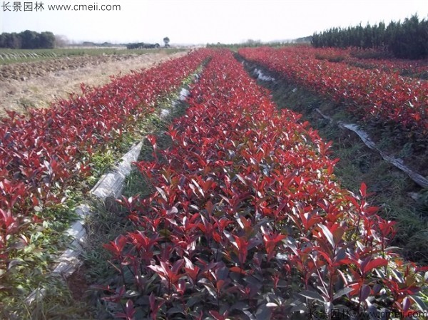 紅葉石楠種子發芽出苗圖片