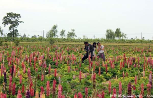 羽扇豆種子發芽出苗開花圖片