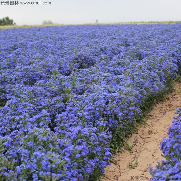 南非牛舌草種子發芽出苗開花圖片