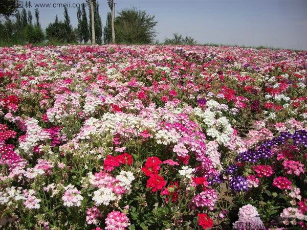 康乃馨種子發芽出苗開花圖片