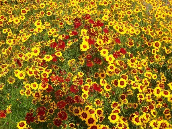 蛇目菊種子發芽出苗開花圖片