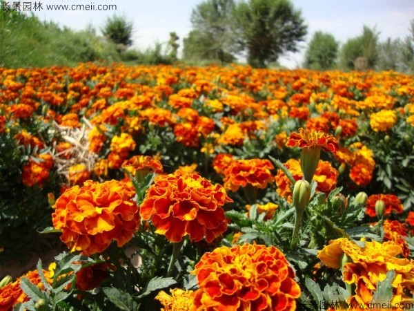 孔雀草種子發芽出苗開花圖片