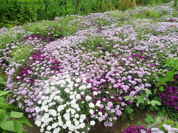 蜂室花種子發芽出苗開花圖片