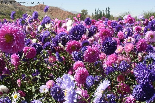 翠菊種子發芽出苗開花圖片