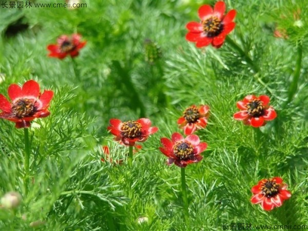 茼蒿菊種子發芽出苗開花圖片