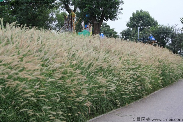 野芒草種子發芽出苗圖片