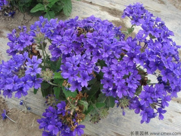 美女櫻種子發芽出苗開花圖片