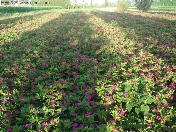 紫茉莉種子發(fā)芽出苗開(kāi)花圖片