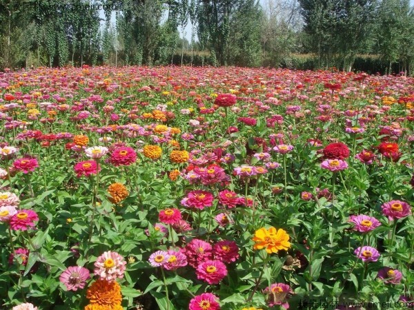 百日草種子發芽出苗開花圖片