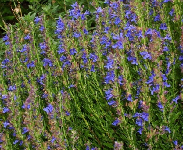 神香草種子發芽出苗開花圖片