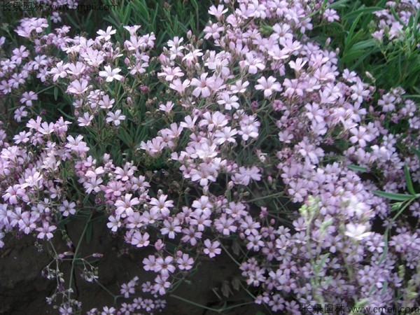 霞草種子發芽出苗開花圖片