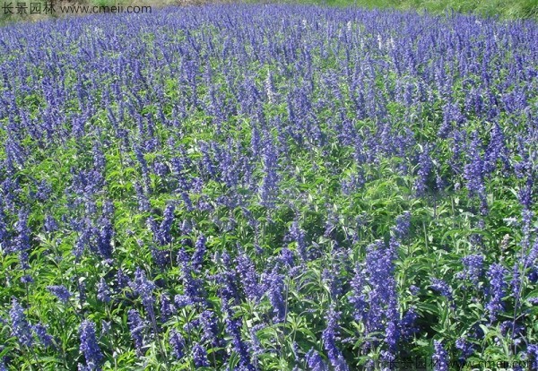 藍(lán)花鼠尾草種子發(fā)芽出苗開花圖片