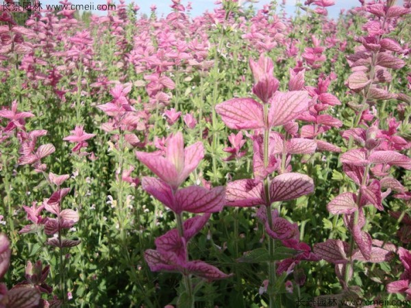 粉花鼠尾草種子發芽出苗開花圖片