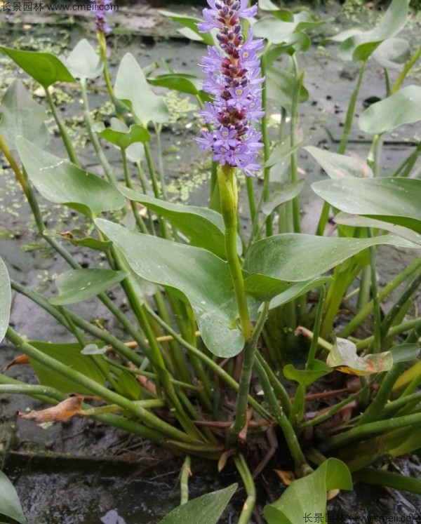 梭魚草種子發芽出苗開花圖片