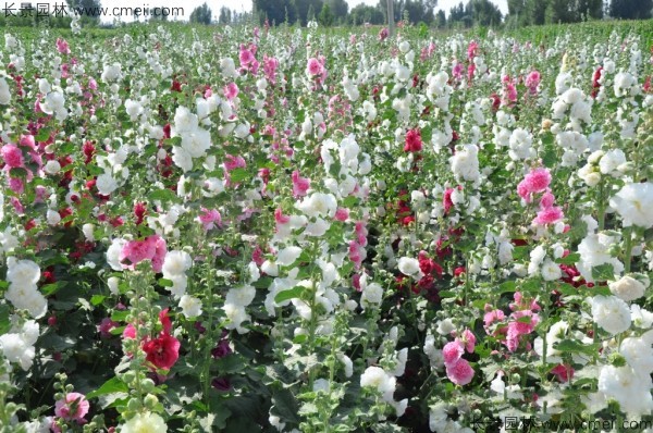 馬絡葵種子發芽出苗開花圖片