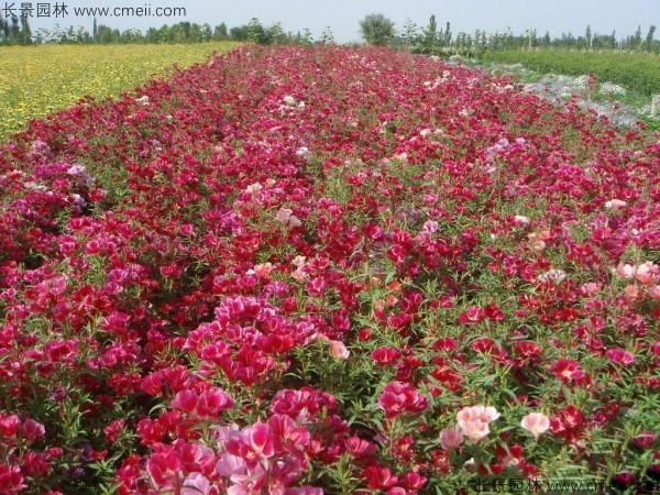 古代稀種子發芽出苗開花圖片