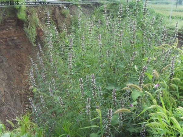 茺蔚子種子發芽出苗圖片