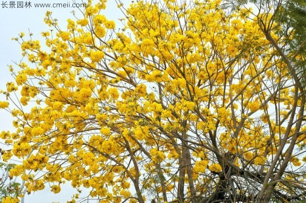 黃花風鈴木種子發芽出苗圖片