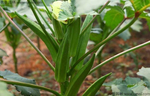 補腎菜種子發芽出苗圖片