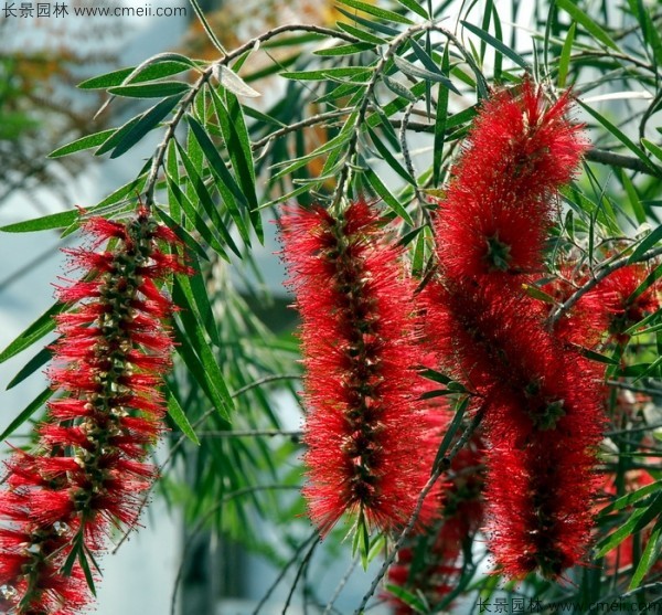 紅千層種子發芽出苗開花圖片