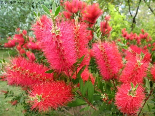 紅千層種子發芽出苗開花圖片