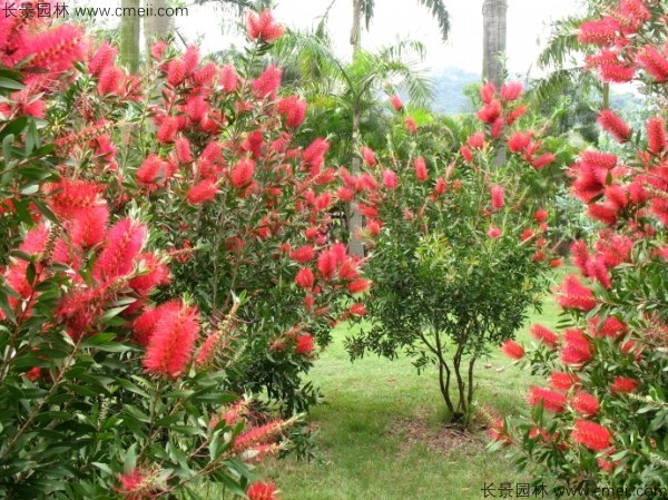 紅千層種子發芽出苗開花圖片