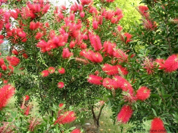 紅千層種子發芽出苗開花圖片